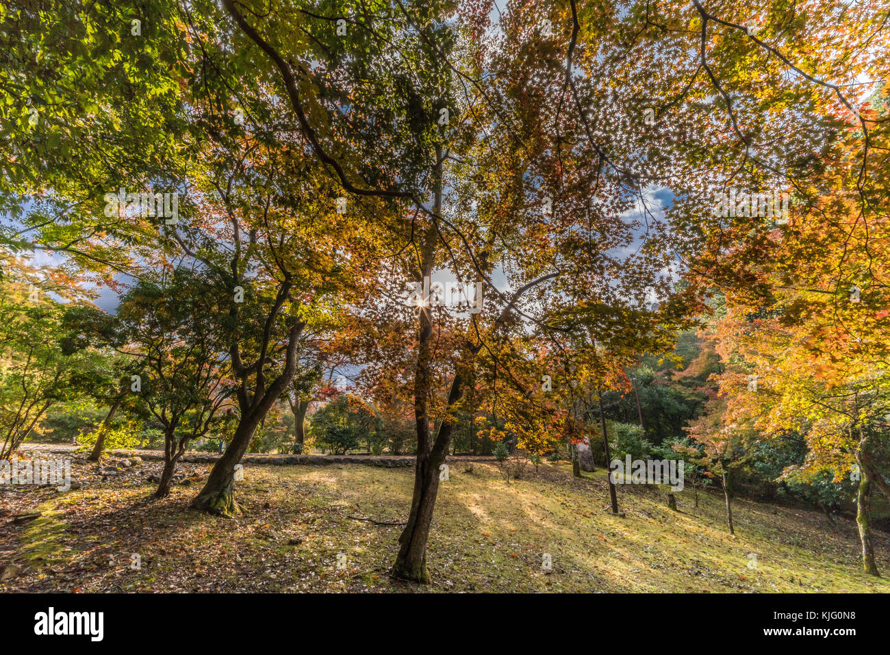 Acer palmatum katsura japanese maple hi-res stock photography and ...