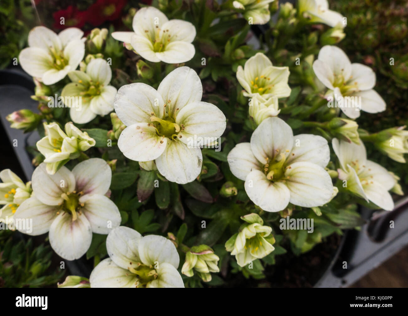 A macro shot of some white saxifraga arendsii blooms. Stock Photo