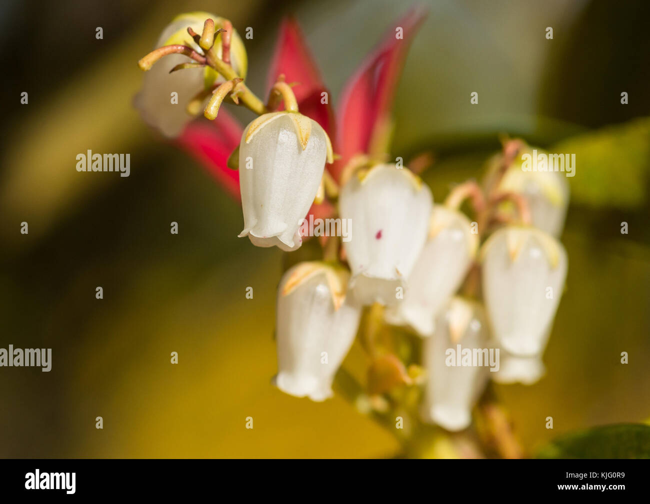 A macro shot of the white blossom of a pieris bush. Stock Photo