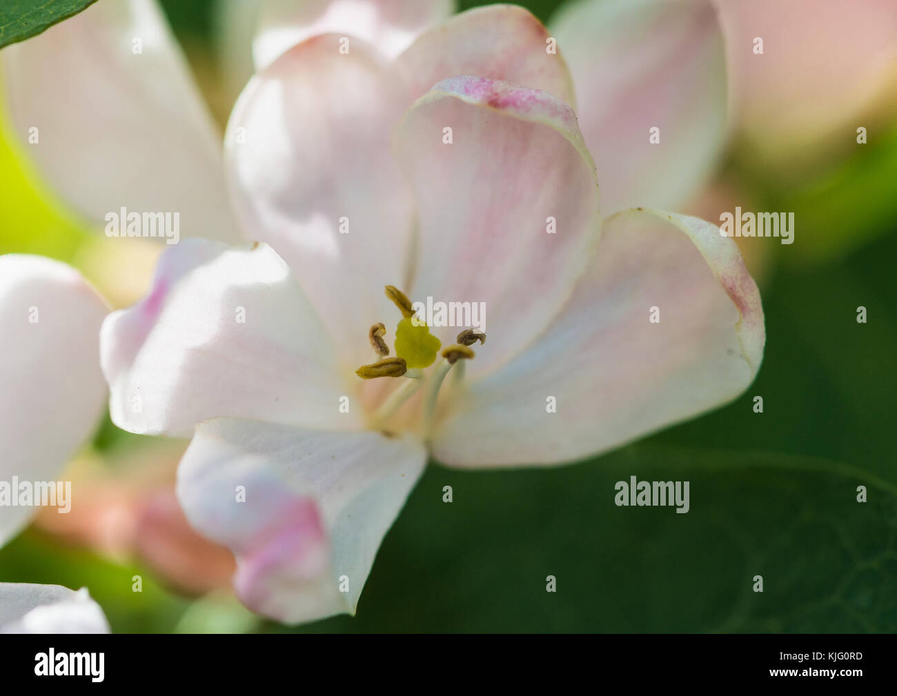 A macro shot of some white honeysuckle bush blossom. Stock Photo
