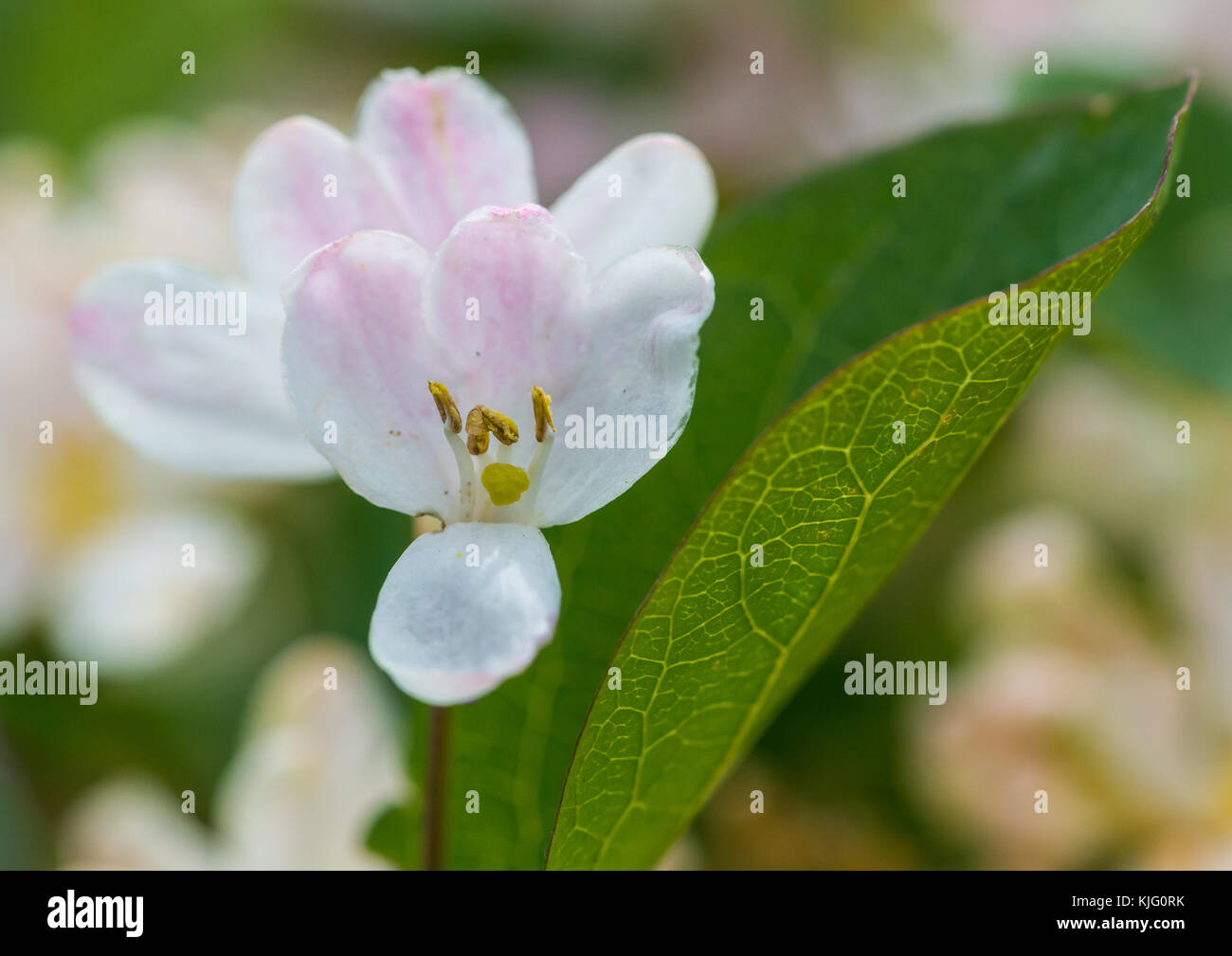 A macro shot of some honeysuckle bush blossom. Stock Photo