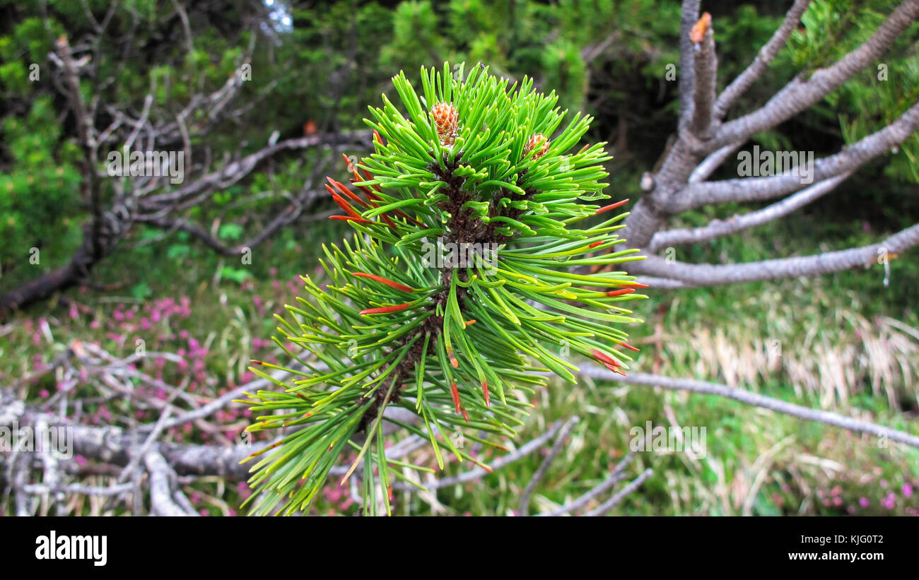 little pine tree growing in the forest of Alps mountains, near Misurina Lake, north east of Italy - Spring season 2015 Stock Photo