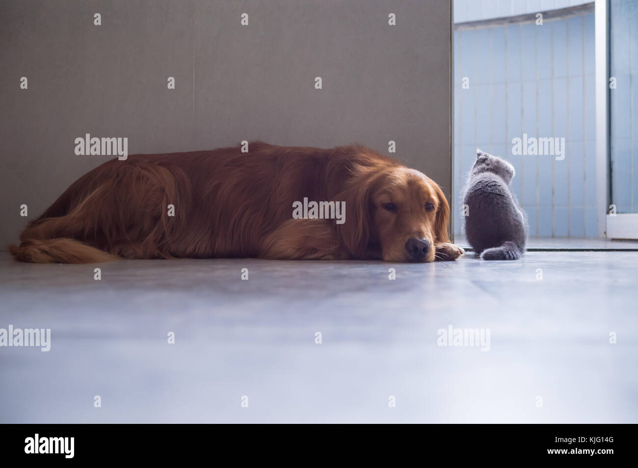 Golden retrievers family hi-res stock photography and images - Alamy