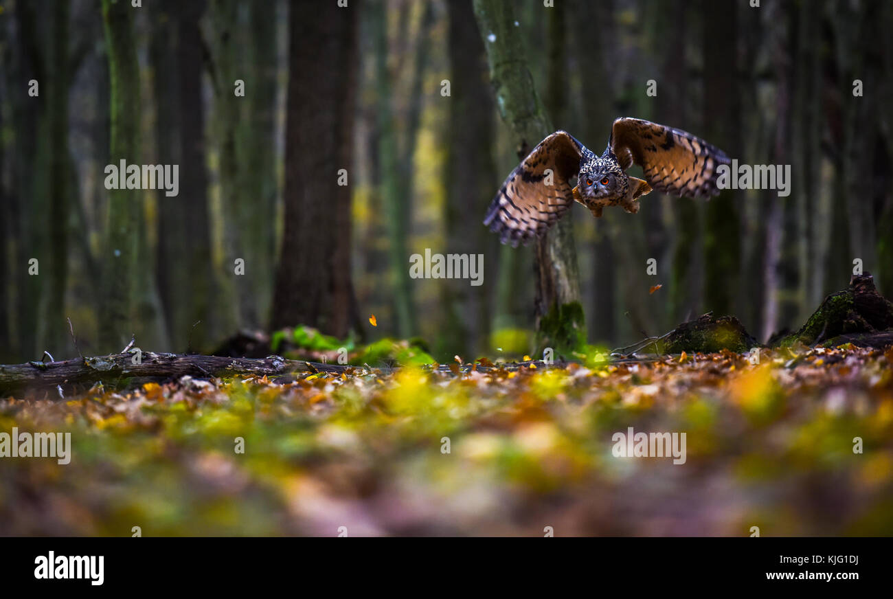Eurasian eagle owl in flight on ground of natural forest during autumn Stock Photo