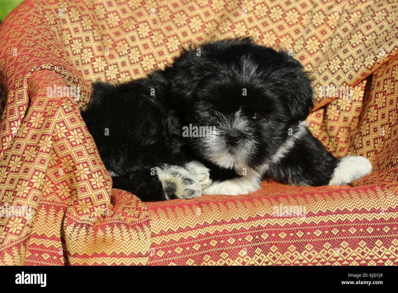 Lhasa Apso Puppy High Resolution Stock Photography And Images Alamy