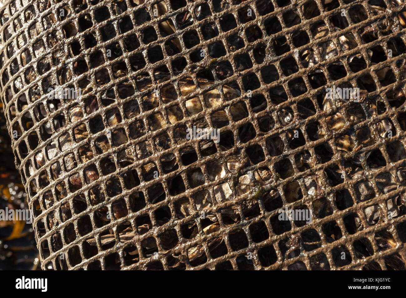 Oysters in an oyster bed Stock Photo Alamy