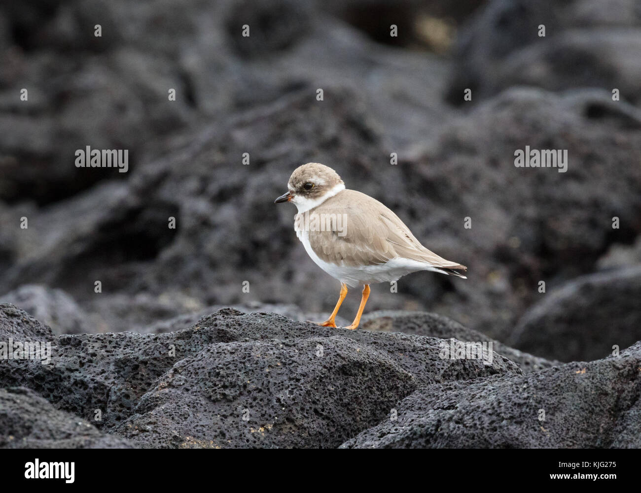 Semipalmated plover ( Charadrius semipalmatus ), on lava rock, Floreana Island, Galapagos Islands Stock Photo