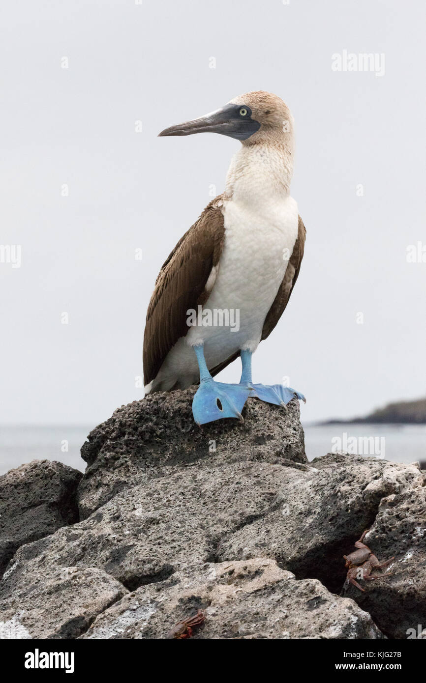 Blue Footed Booby, ( Sula nebouxii ), adult male looking to the left, Floreana Island, Galapagos Islands Stock Photo