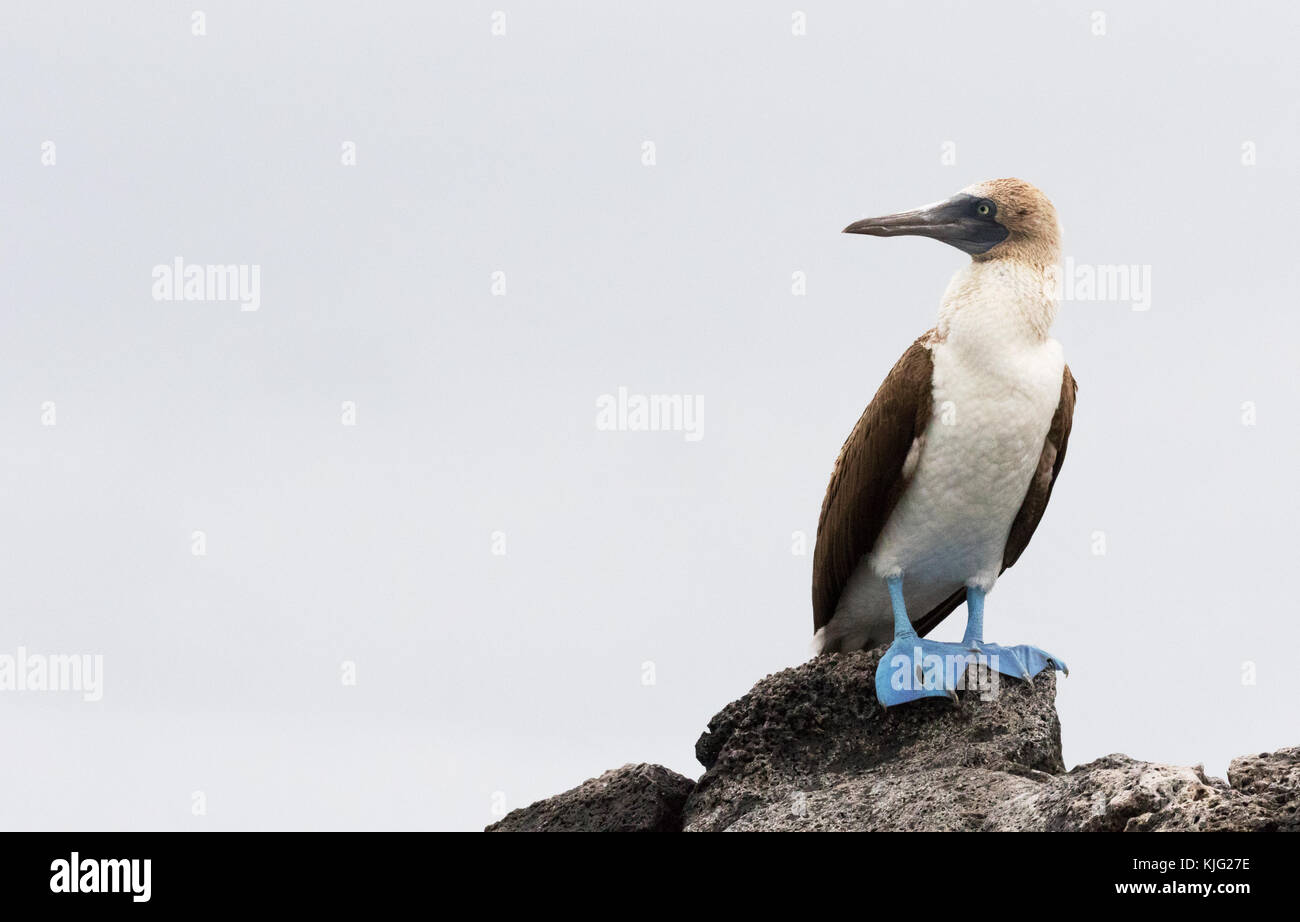 Blue Footed Booby, ( Sula nebouxii ), adult male looking to the left, Floreana Island, Galapagos Islands Stock Photo