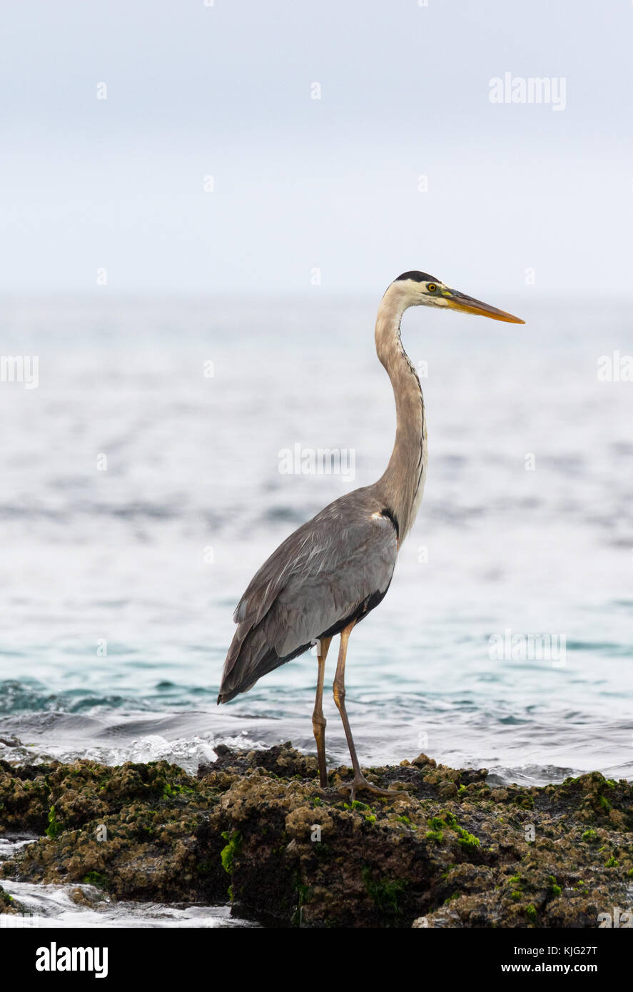 Great Blue Heron ( Ardea herodias ), Floreana Island, Galapagos Islands Stock Photo