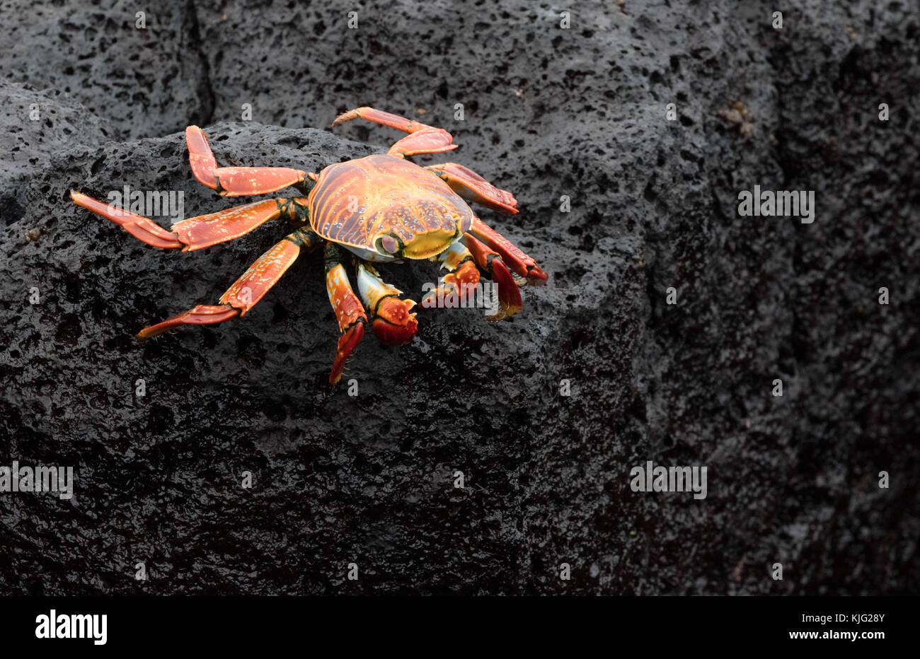 Sally Lightfoot crab, ( Grapsus grapsus ), also known as Red rock crab or Abuete negro, Floreana Island, Galapagos Islands Stock Photo