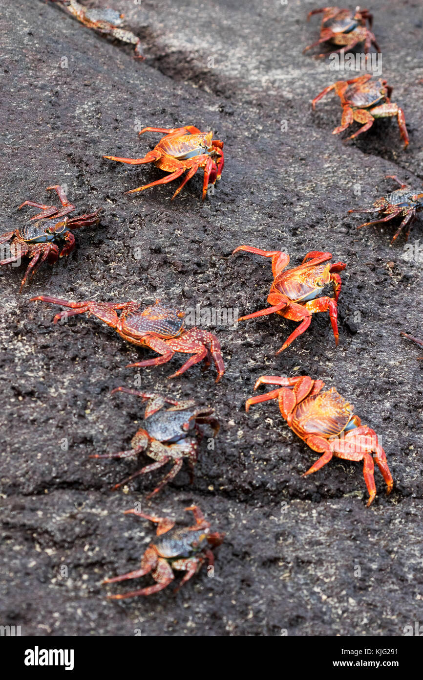 Sally Lightfoot Crabs ( Grapsus grapsus ), Espanola Island, Galapagos national park, world heritage site, Galapagos Islands, Ecuador, South America Stock Photo