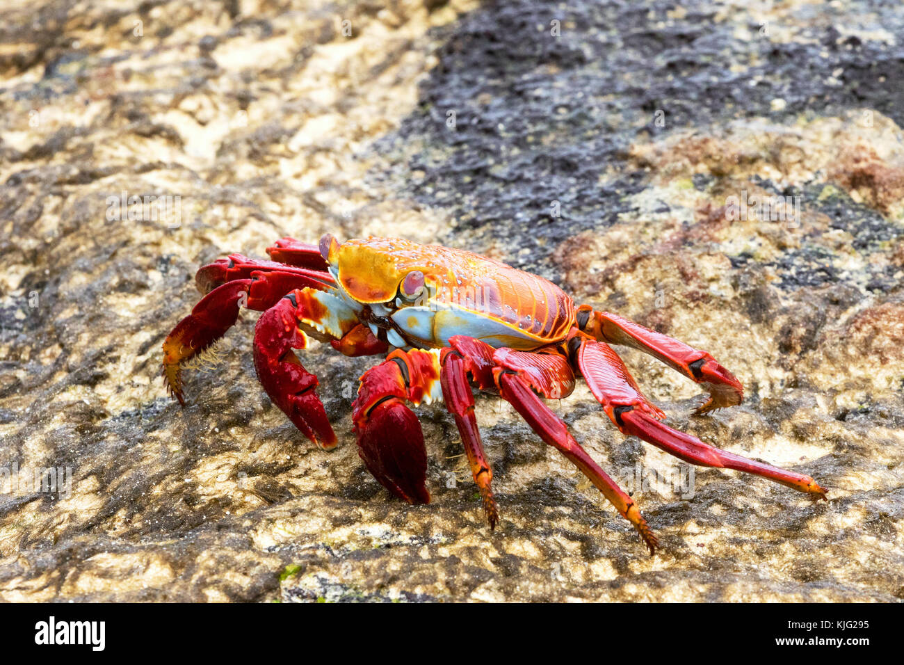 Sally Lightfoot Crab ( Grapsus grapsus ), Espanola Island, Galapagos Islands, Ecuador, South America Stock Photo