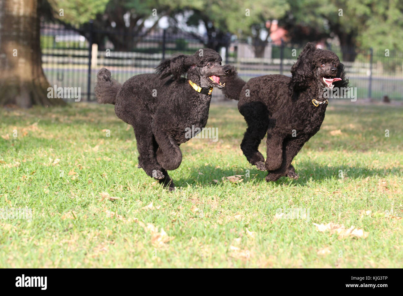Poodle Standard Standard Poodle Caniche dogs running together side by