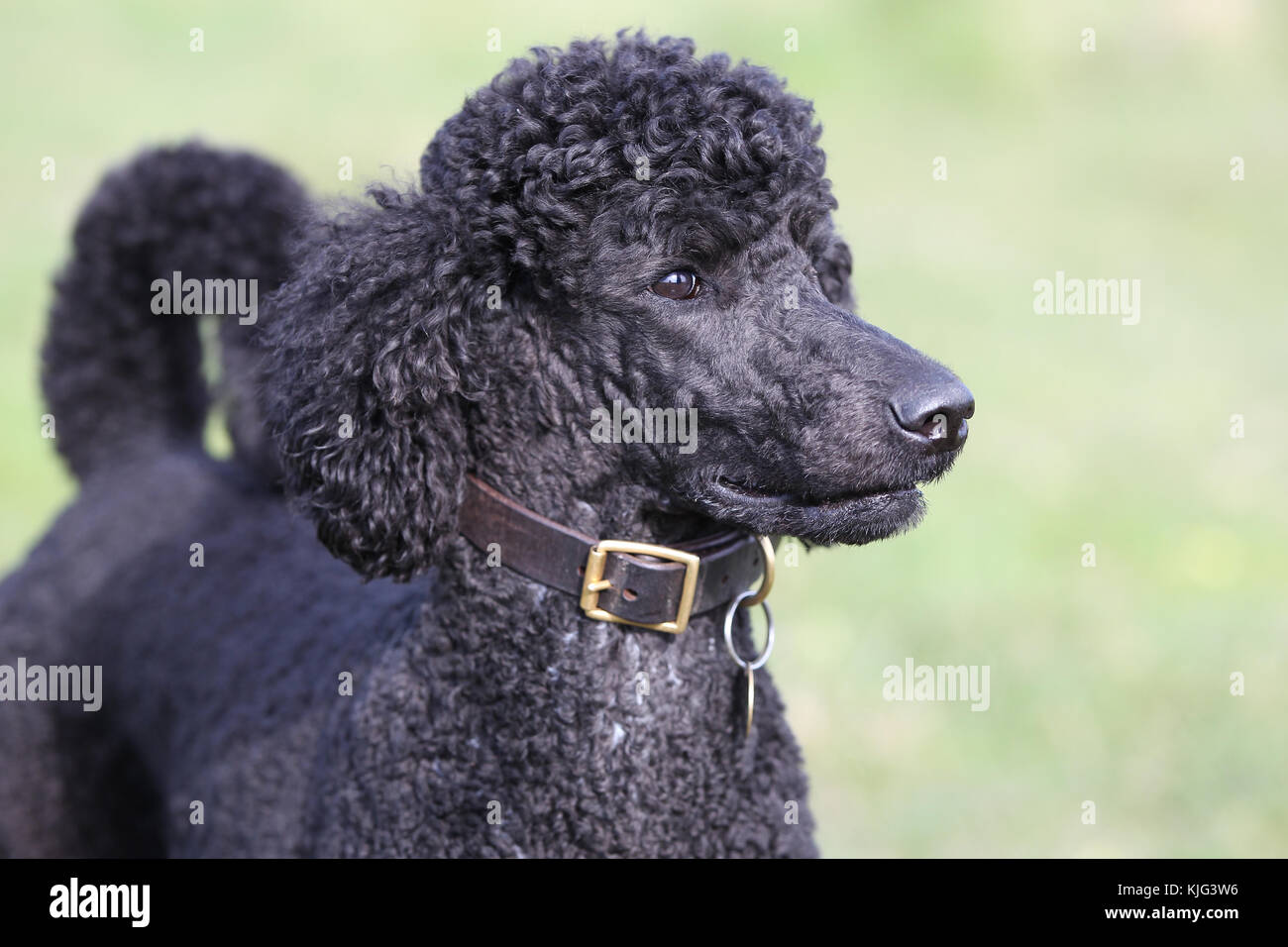 Poodle - Standard Standard Poodle Caniche dog landscape headshot looking alert watching Stock Photo