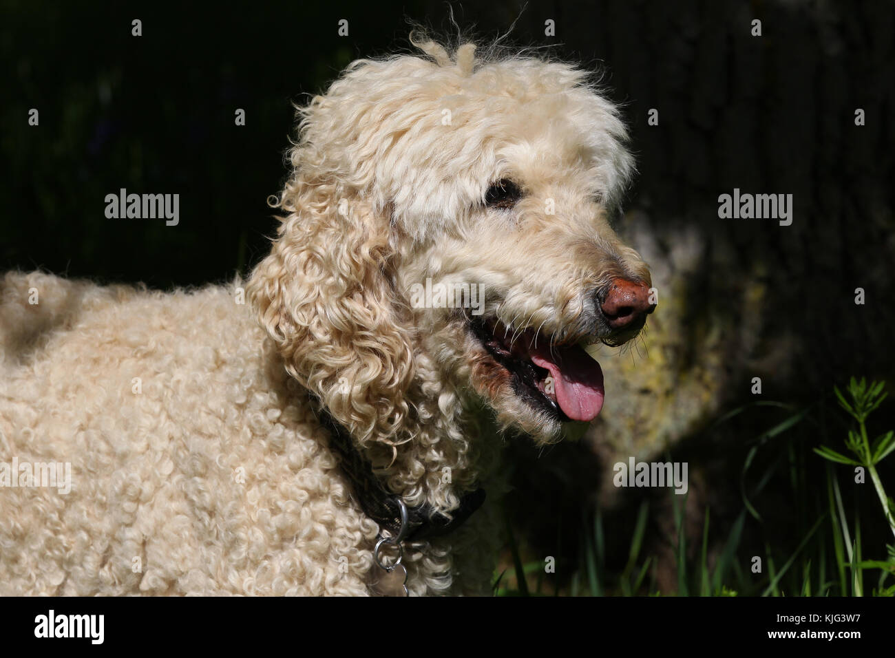 Poodle - Standard Standard Poodle Caniche dog landscape head and shoulders panting Stock Photo