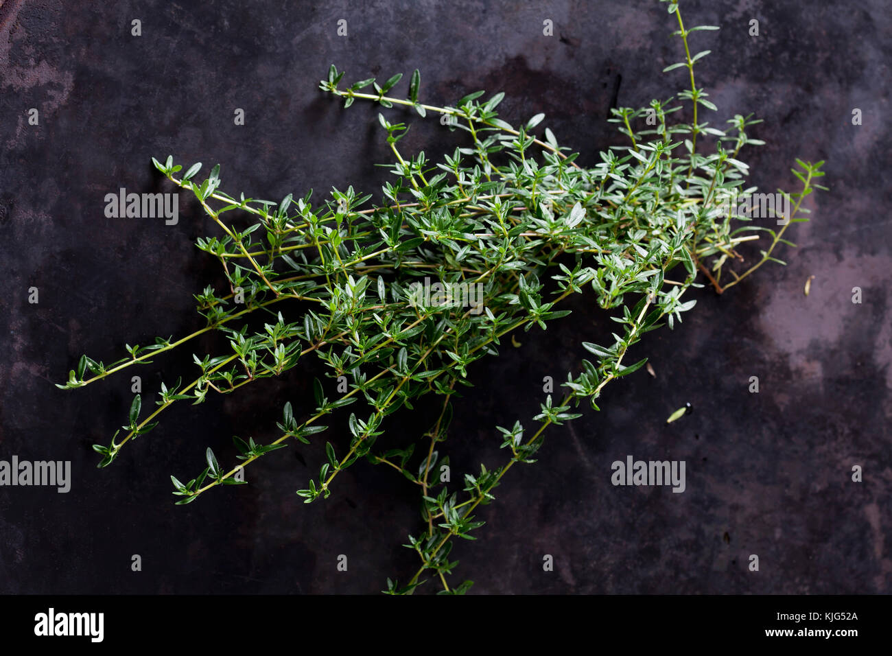 Winter Savory on dark ground Stock Photo