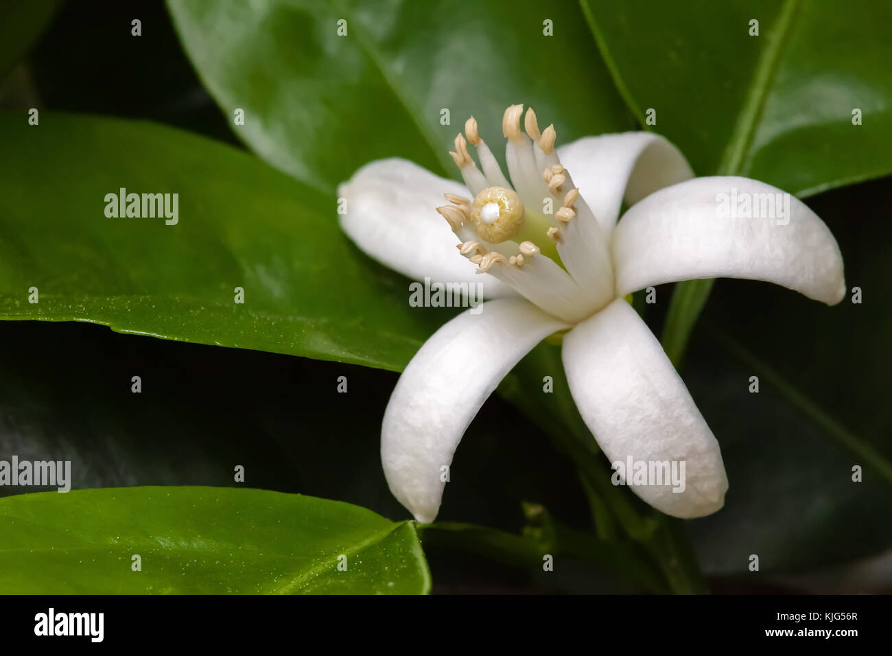 White Orange Blossom among leaves. Extreme close up macro with a view of the flower anatomy Long depth of field white closeup blossoms flowers  tree Stock Photo