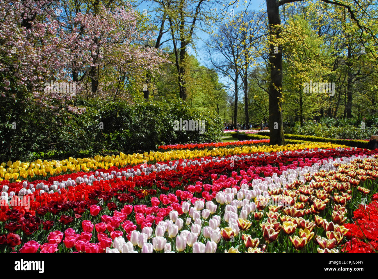 Colorful tulips in Keukenhof, The Netherlands Stock Photo - Alamy