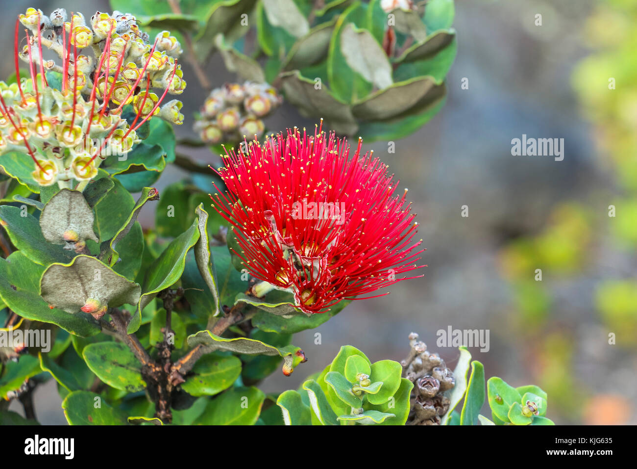 Ohialehua flower hires stock photography and images Alamy