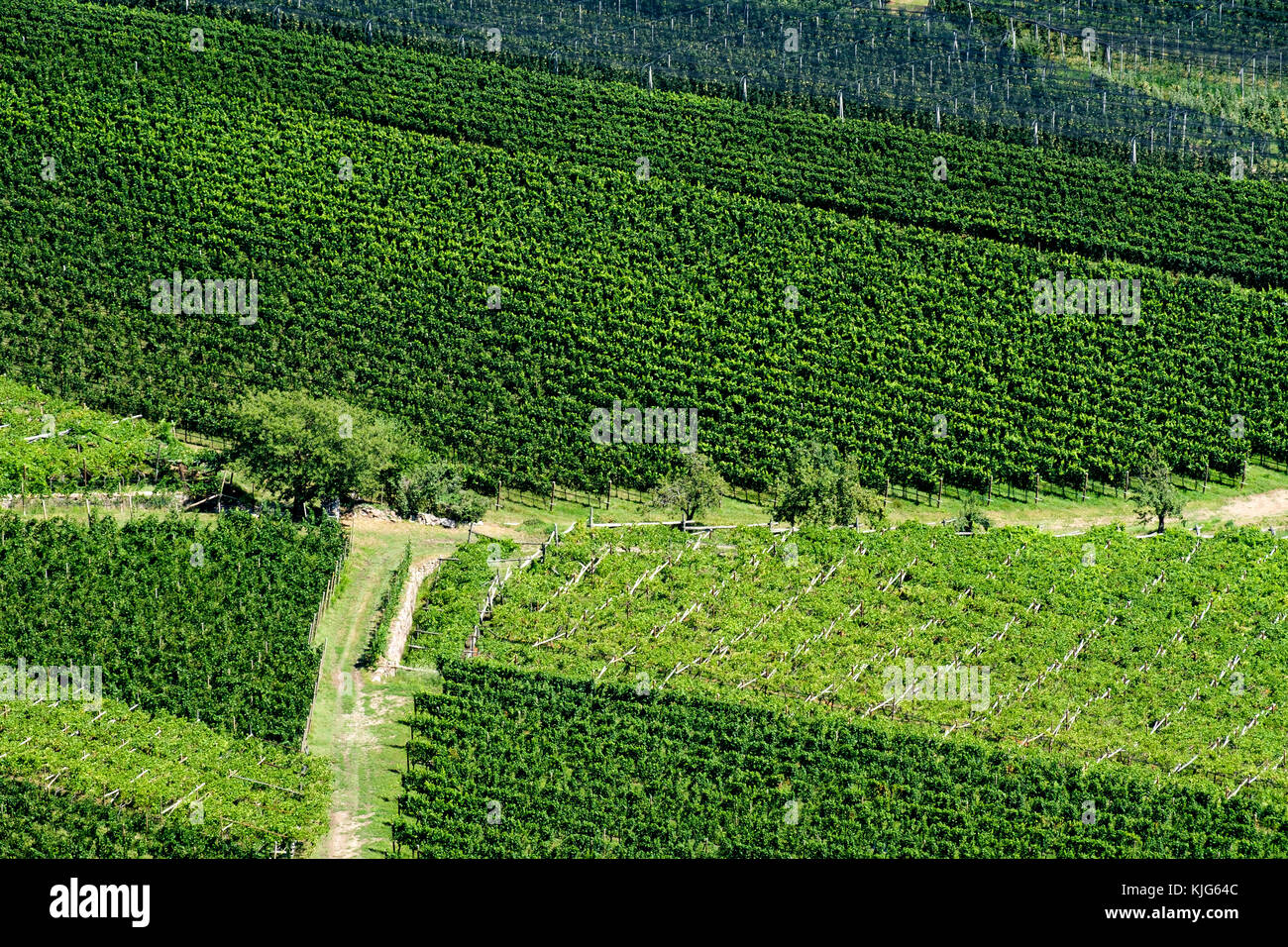 Aussicht auf Weinfelder, vom Burgenweg zwischen Burg Hocheppan und Burg Boymont , Eppan, Überetsch-Unterland, Südtirol, Italien Stock Photo