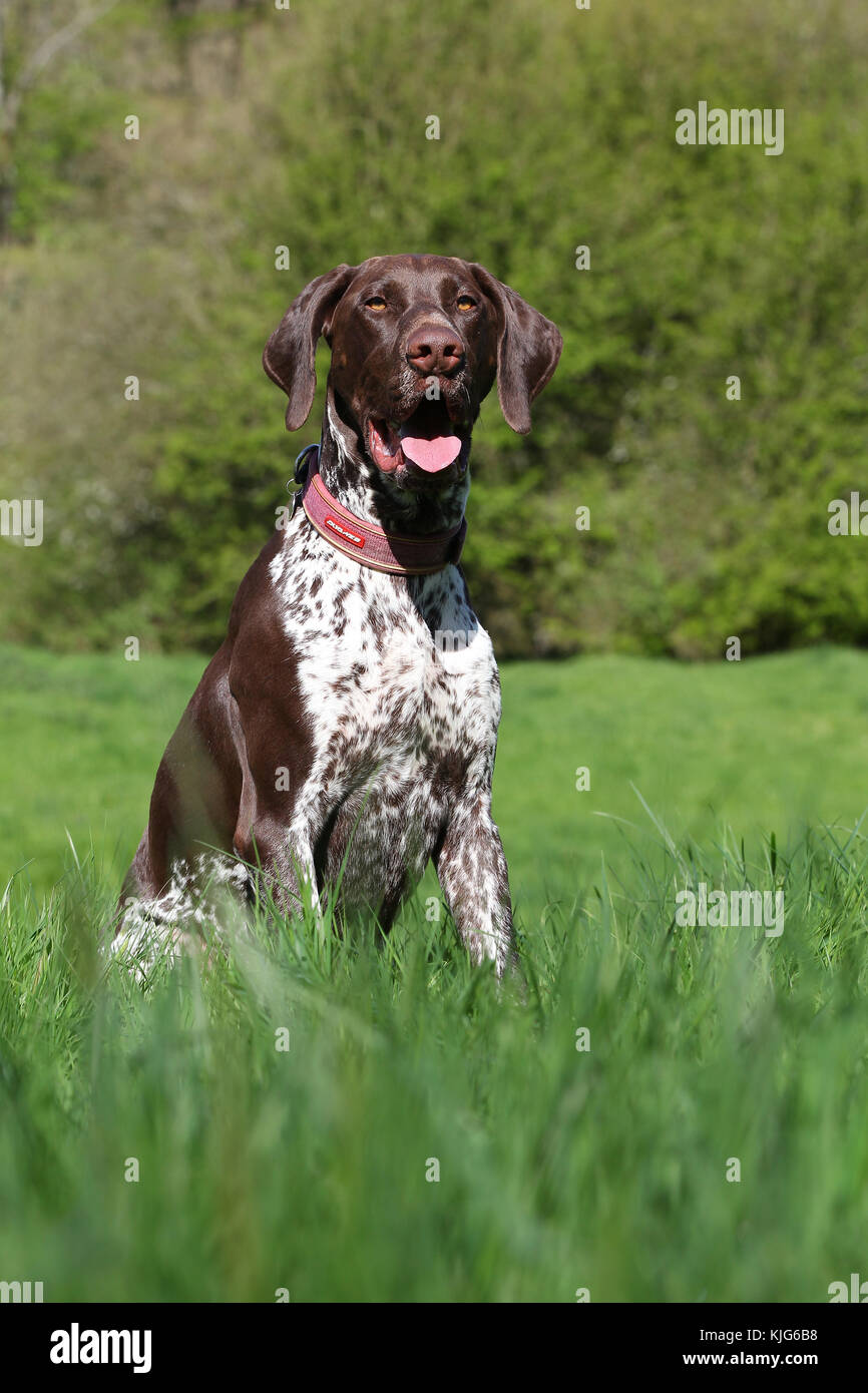 Pointer German Shorthaired German Shorthaired Pointer German Stock Photo Alamy