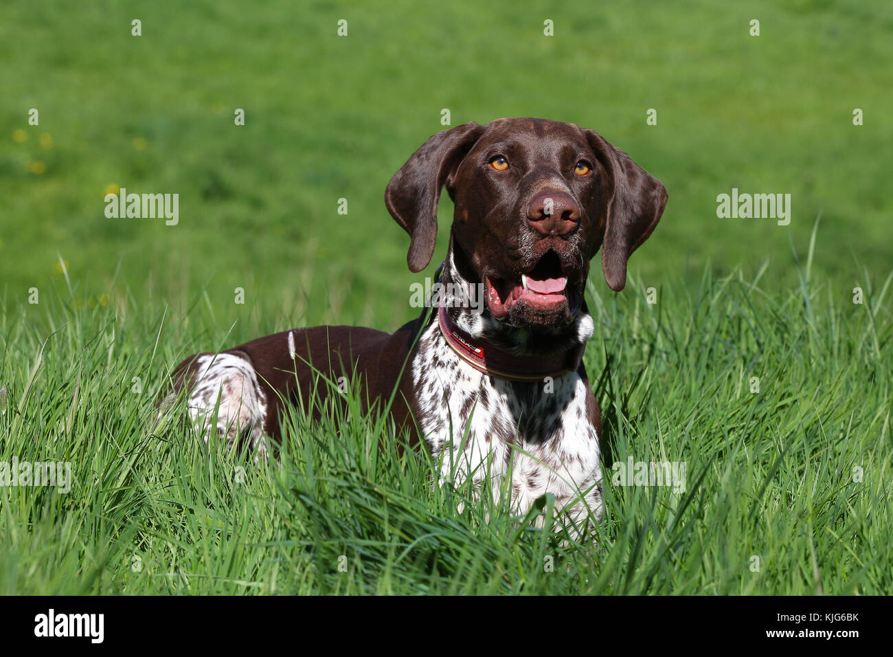 Pointer German Shorthaired German Shorthaired Pointer German