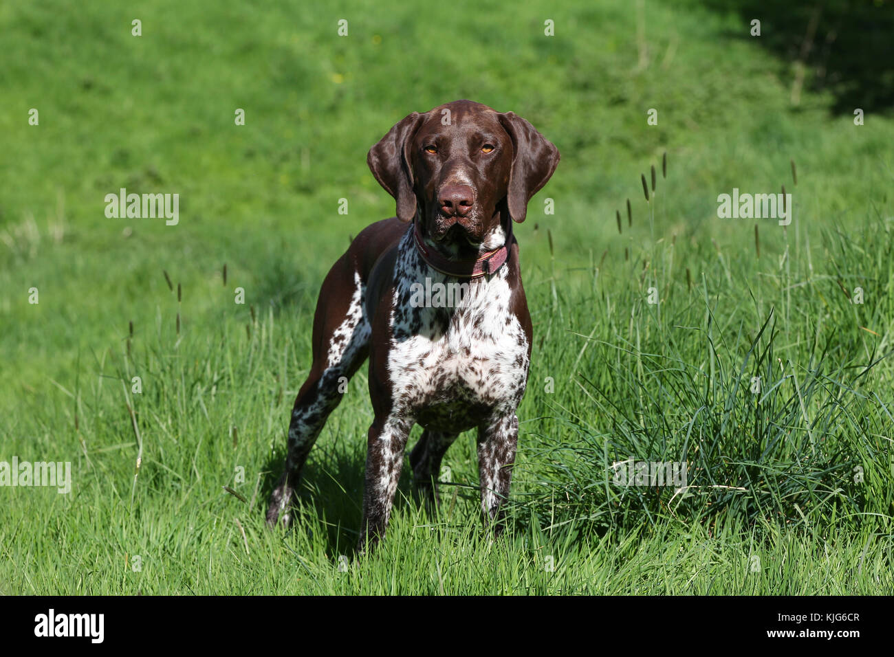 Pointer German Shorthaired German Shorthaired Pointer German