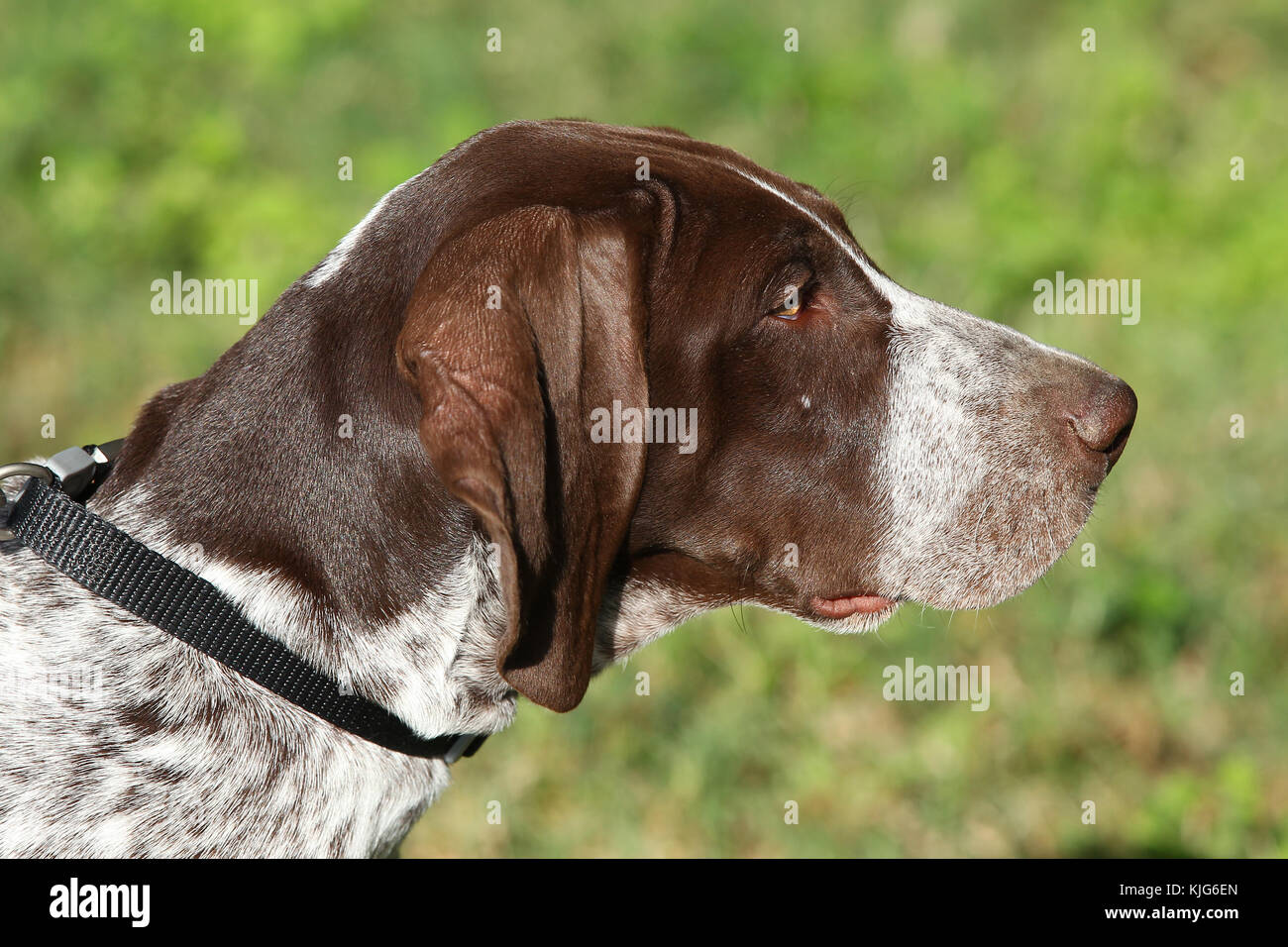 German Spring Pointer Old german shorthaired pointer hi-res stock photography and images - Alamy