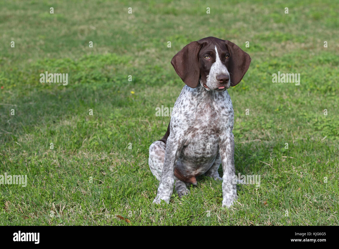 Pointer German Shorthaired German Shorthaired Pointer German