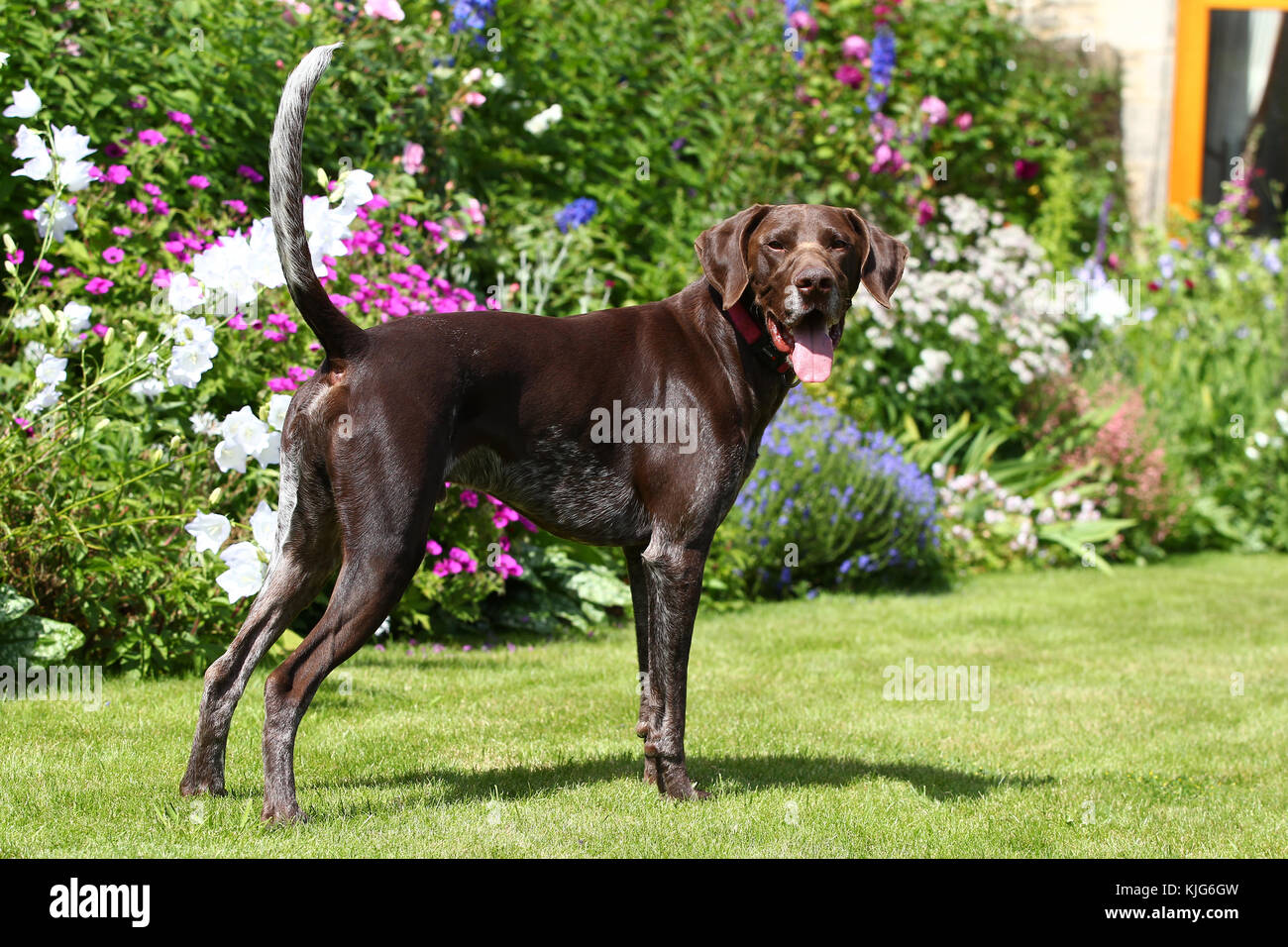 Pointer German Shorthaired German Shorthaired Pointer German