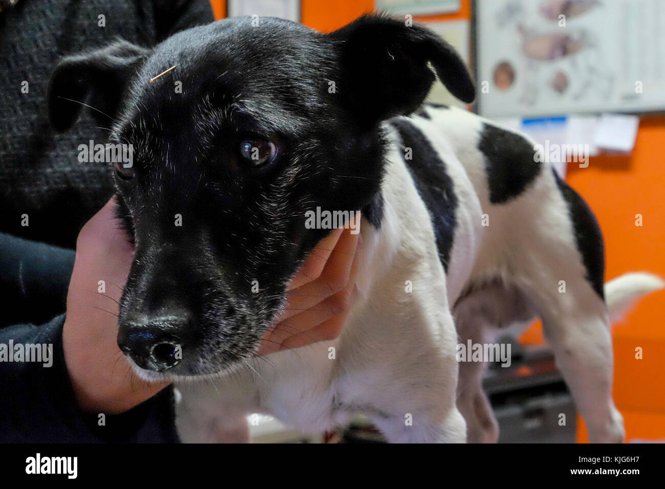 Dog acupuncture near me