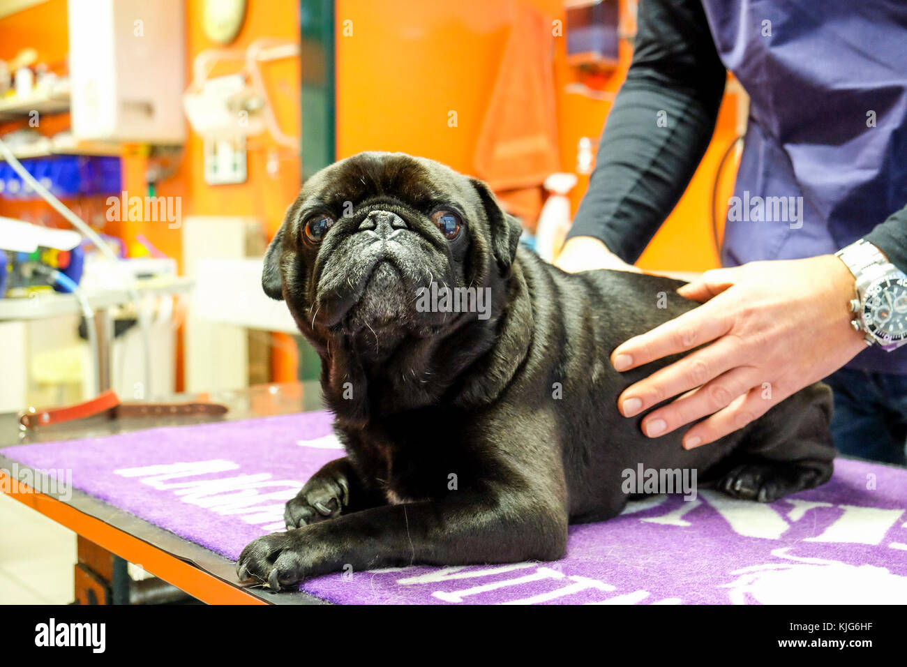 A veterinarian practices acupuncture to a dog, acupuncture is the most well-known therapeutic technique of traditional Chinese veterinary medicine. Stock Photo