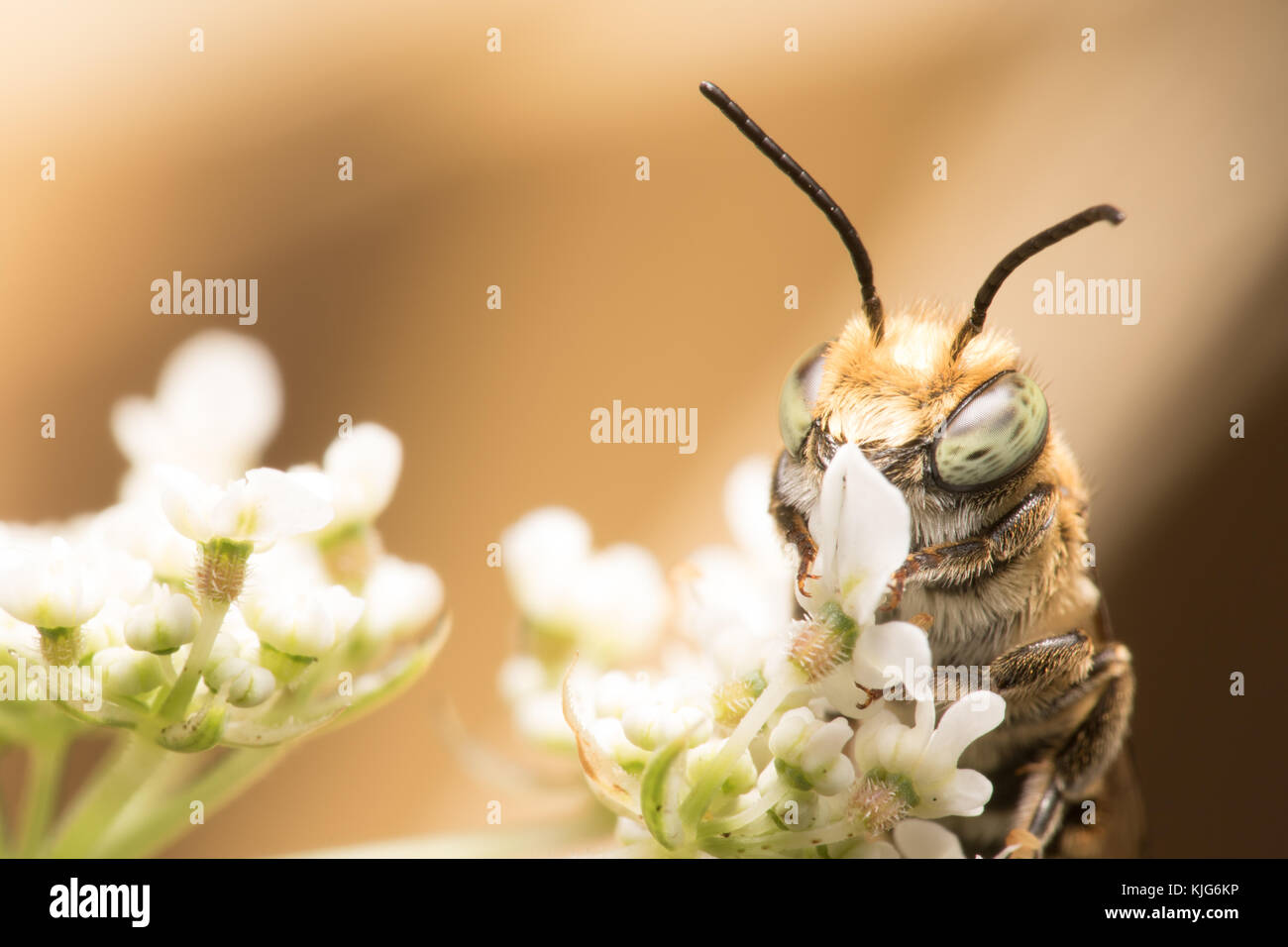 Alfalfa leafcutter bee on carrot flower Stock Photo Alamy