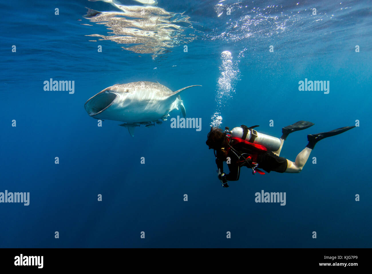 Indonesia, Papua, Cenderawasih Bay, diver watching Whale shark Stock