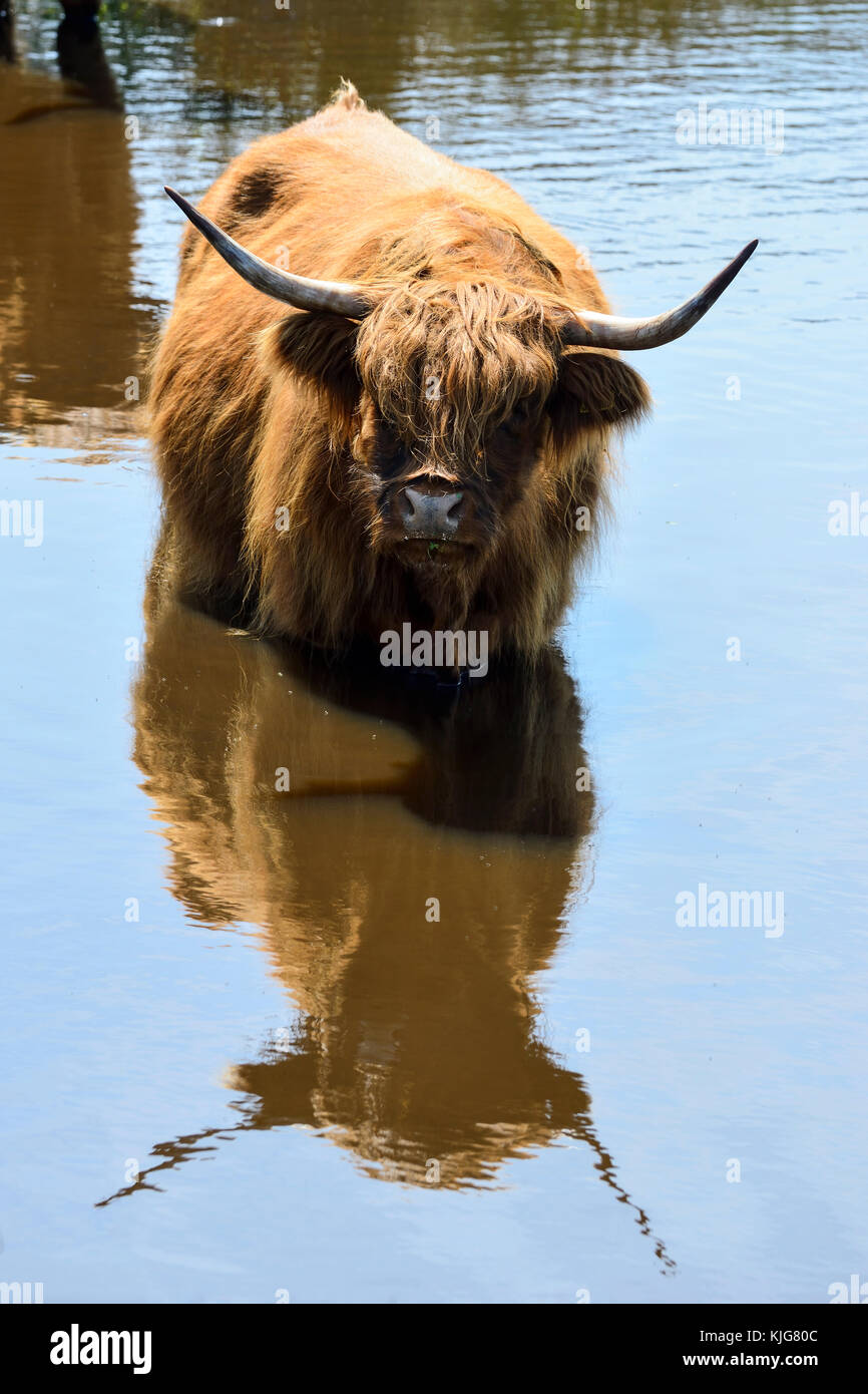 Long-haired highland cattle cooling off in wetlands at RSPB Van Farm Nature Reserve on Loch Leven, Perth and Kinross, Scotland Stock Photo