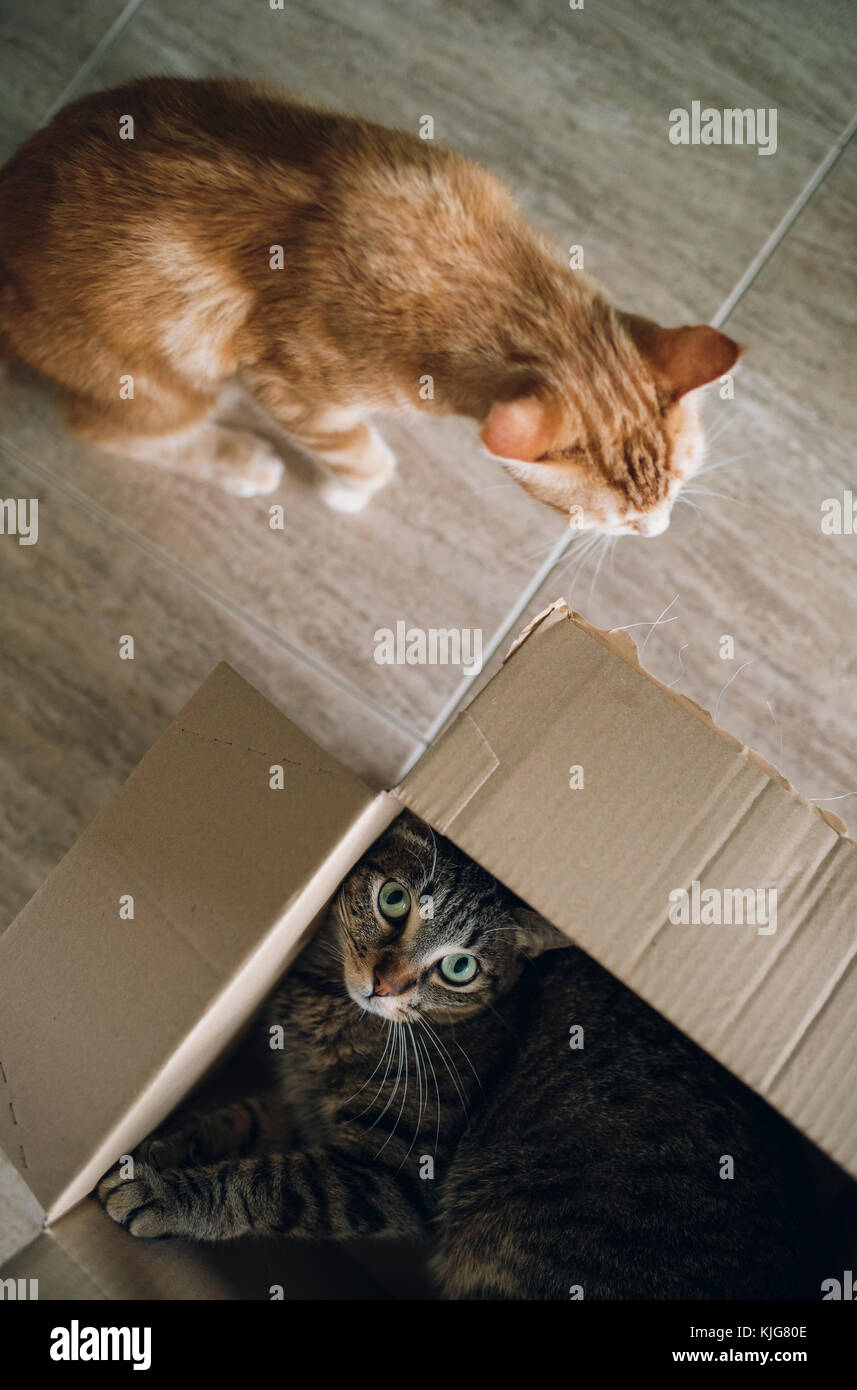 Two cats playing with cardboard box Stock Photo Alamy