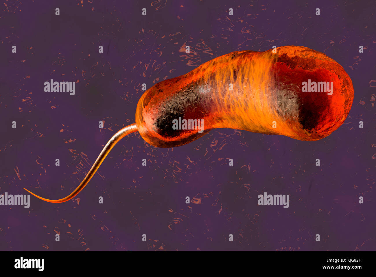 3D rendered Illustration of a a convergence to a Vibrio Cholerae Bacterium causing cholera Stock