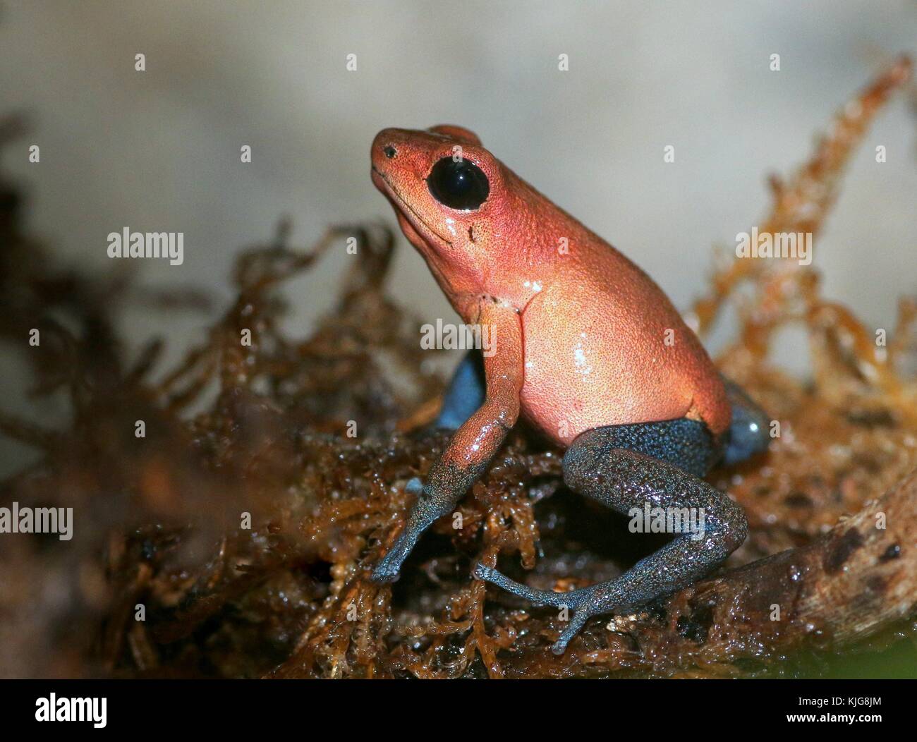 Central American Strawberry poison (dart) frog (Oophaga pumilio, Dendrobates pumilio) - Subspecies Almirante, red and blue Stock Photo