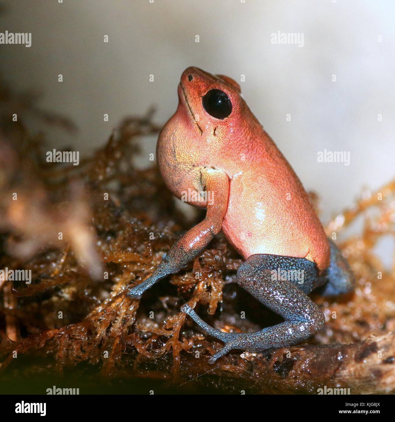 Central American Strawberry poison (dart) frog (Oophaga pumilio, Dendrobates pumilio) - Subspecies Almirante, red and blue Stock Photo