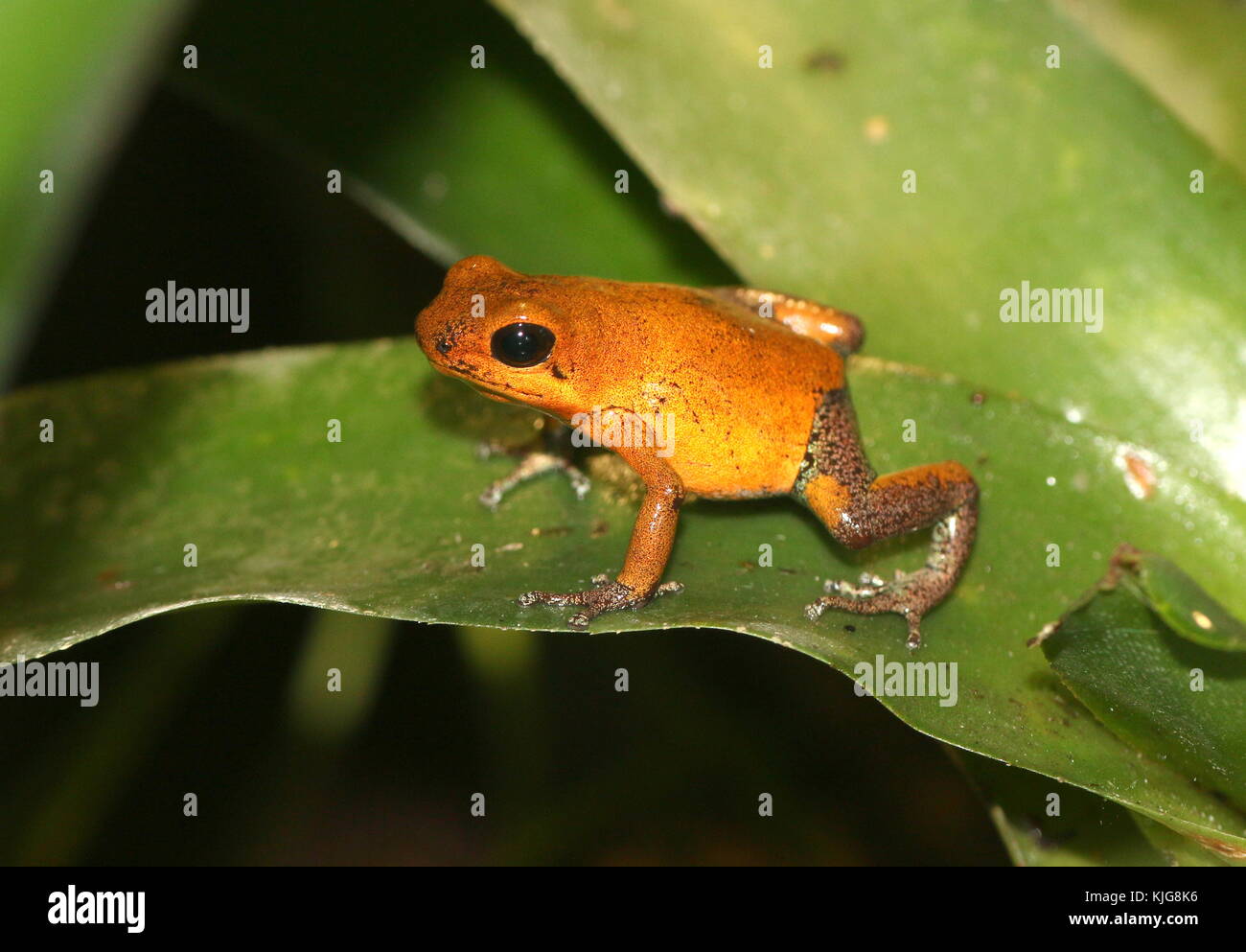 Central American Strawberry poison (dart) frog (Oophaga pumilio, Dendrobates pumilio) - Subspecies Almirante, yellow and blue Stock Photo