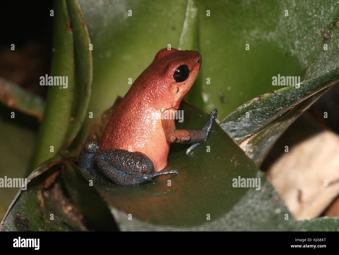 Central American Strawberry poison (dart) frog (Oophaga pumilio, Dendrobates pumilio) - Subspecies Almirante, red and blue Stock Photo