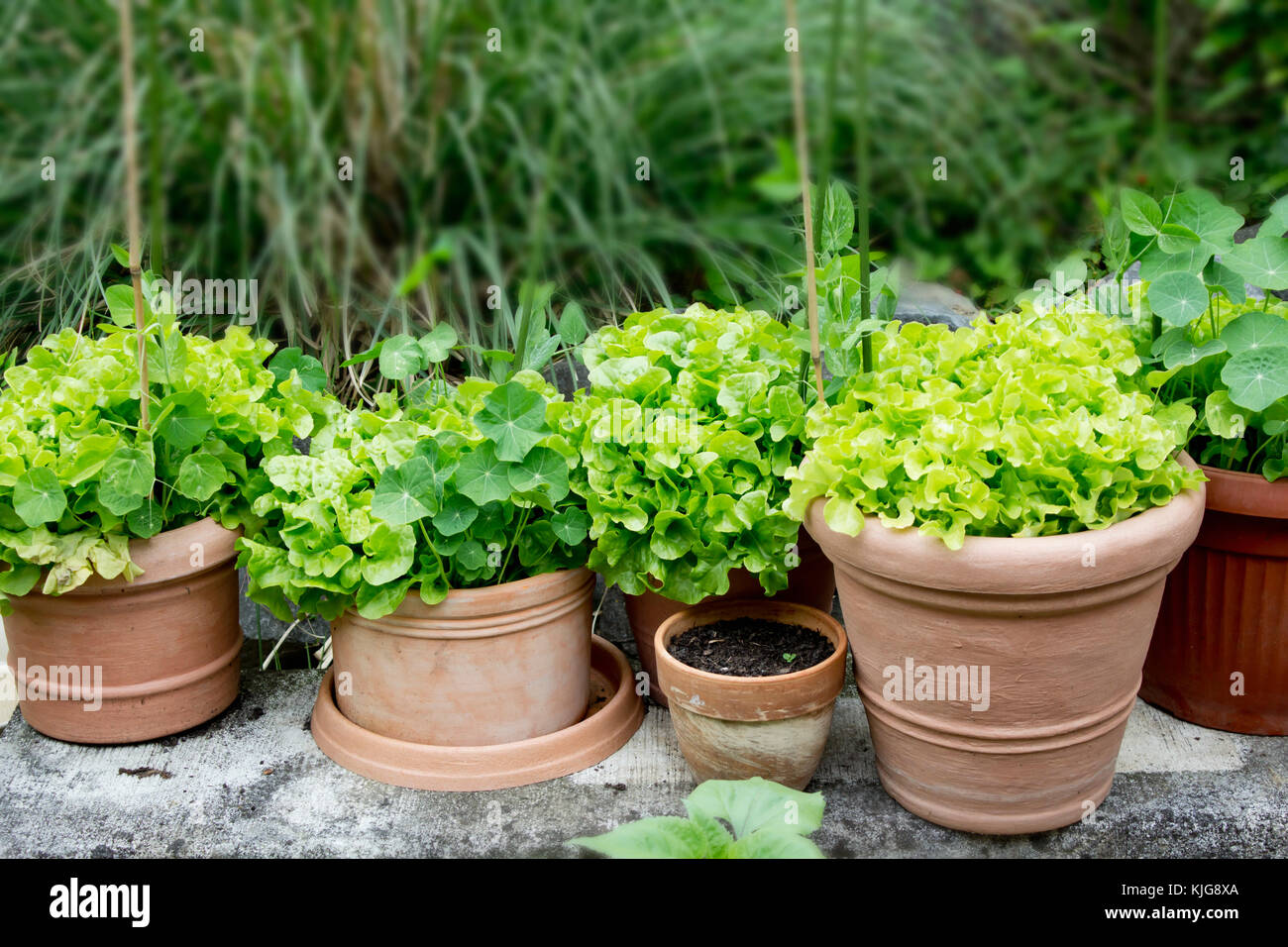 Nasturtium and variation of lettuce in plant pots in garden Stock Photo