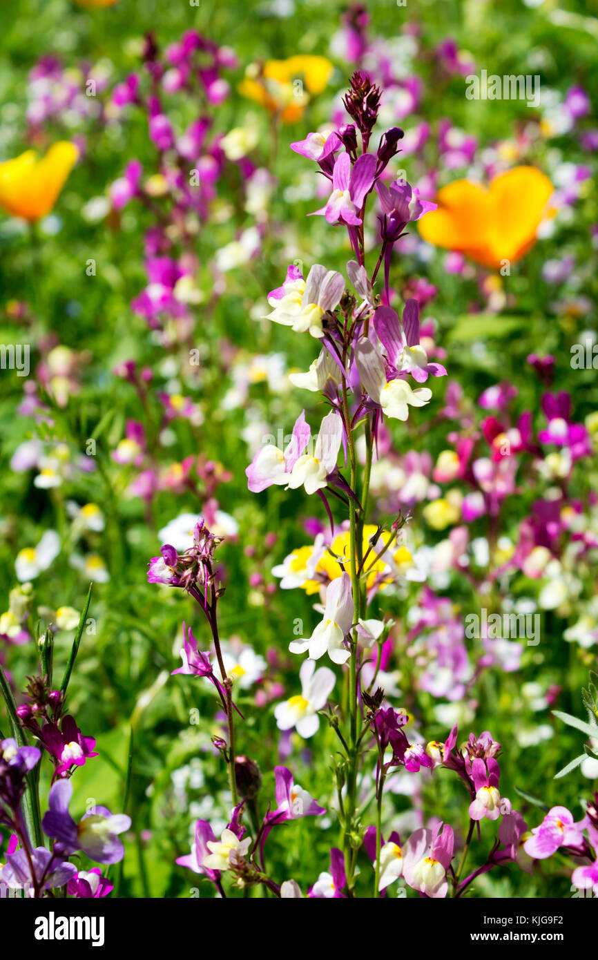 Meadow of wildflowers hi-res stock photography and images - Alamy