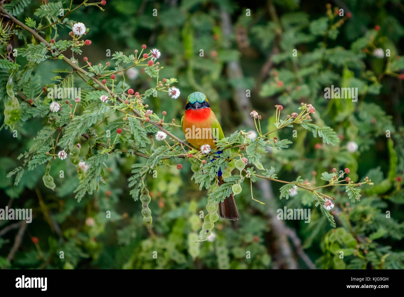 A single red throat bee eaters sitting on a branch in between beautiful flowers in Murchison Falls national park in Uganda. Too bad this place, lake A Stock Photo
