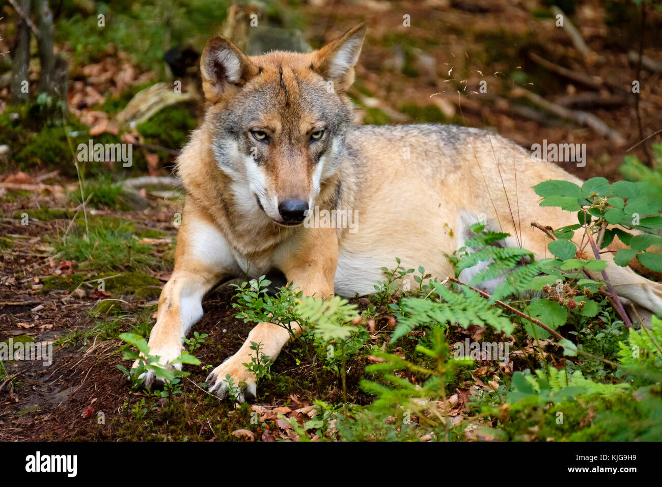 Wolf (Canis lupus), Tier-Freigelände im Nationalparkzentrum Falkenstein, Nationalpark Bayerischer Wald, Niederbayern, Bayern, Deutschland Stock Photo