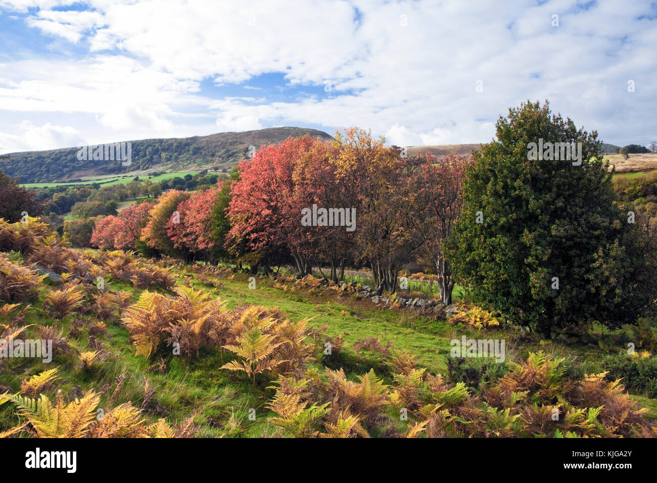 Rowan trees in autumn Bumper, below Hawnby Hill North York Moors national park Stock Photo