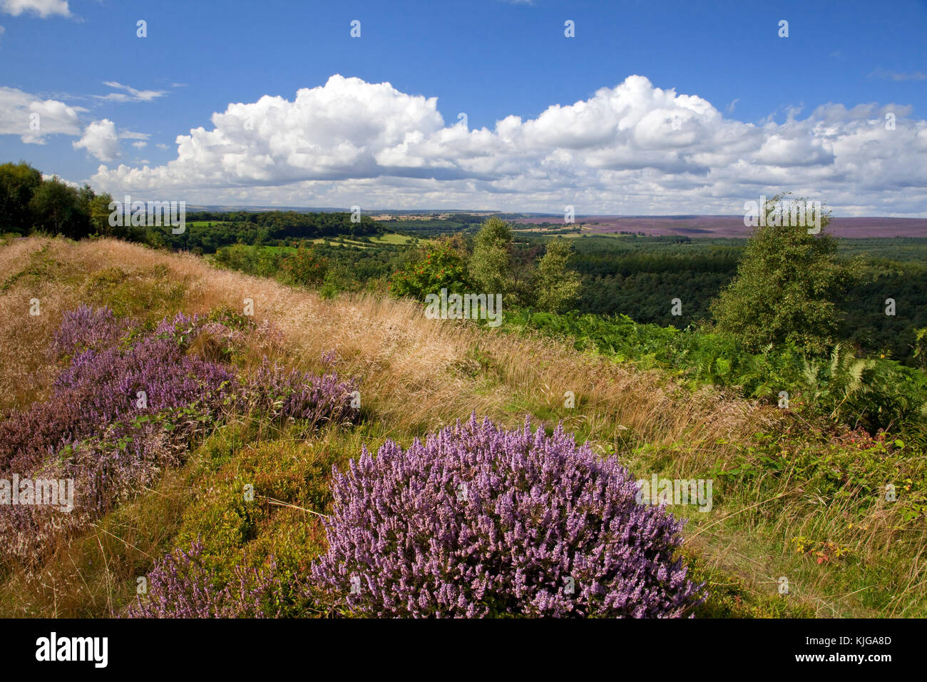 View of Cropton Forest from Cawthorn Banks North York Moors national park North Yorkshire Stock Photo