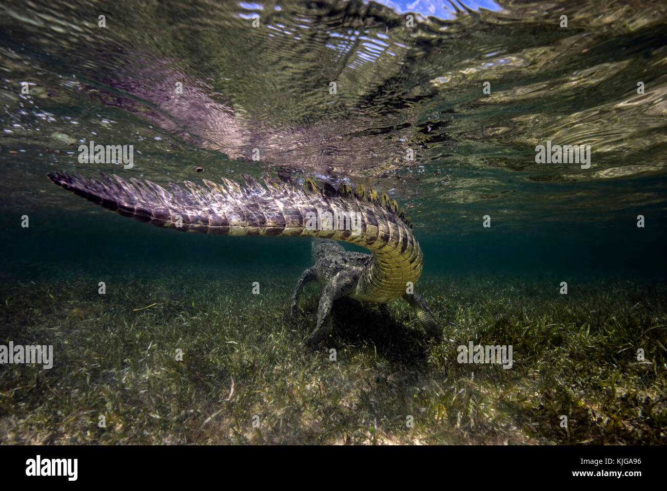 Krokodiltauchen, Mexiko; Yukatan; Krokodil; Spitzkrokodil; echte Krokodile; Salzwasserkrokodil; amerikanisches Krokodil; Reptil | American crocodile; Stock Photo