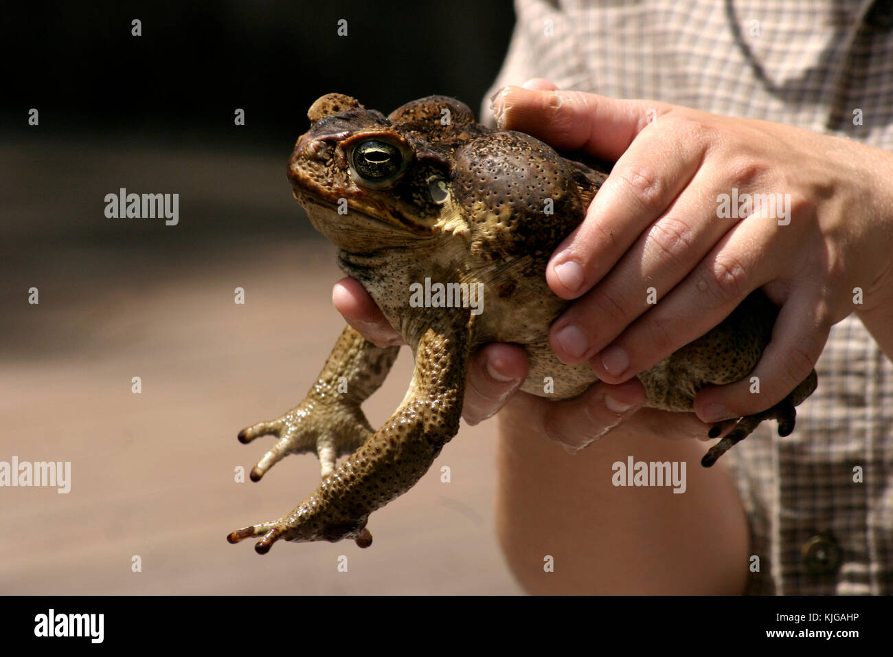 Large cane toad held by man Stock Photo
